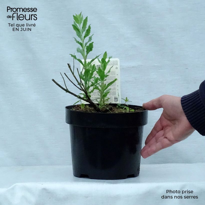Exemplar von Blauraute Little Spire - Perovskia atriplicifolia Topf mit 2L/3L wie im Sommer geliefert