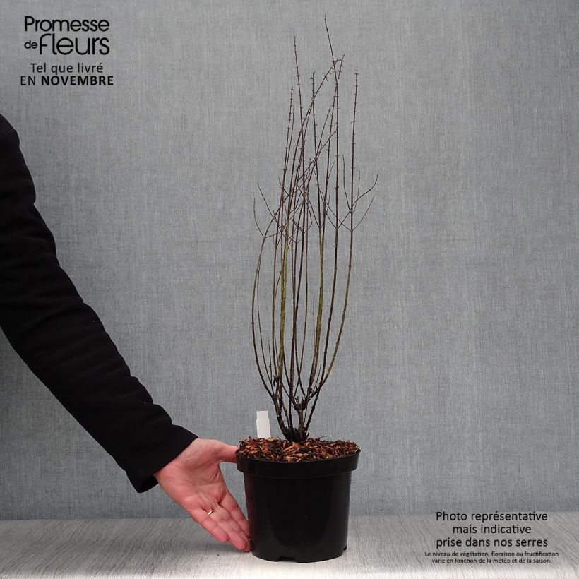 Exemplar von Blauraute Little Spire - Perovskia atriplicifolia Topf mit 2L/3L wie im Herbst geliefert