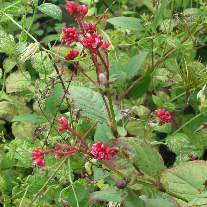 Knöterich Indian Summer - Persicaria (Hafen)