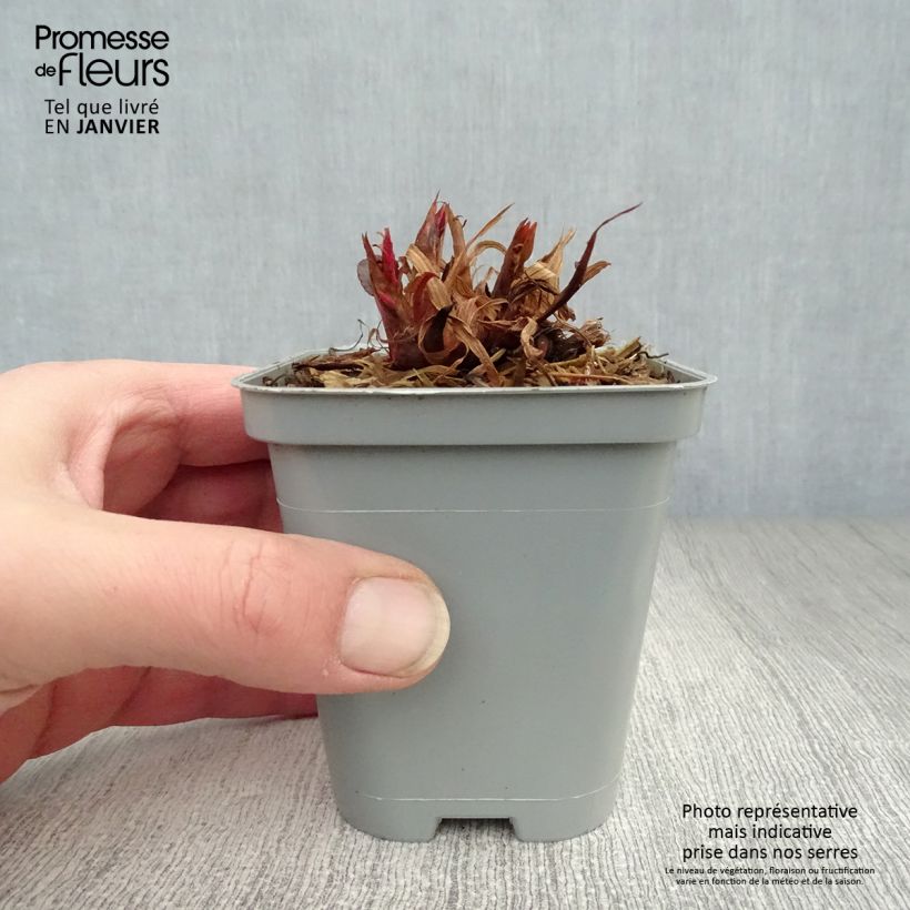 Exemplar von Kerzenknöterich Speciosa - Bistorta amplexicaulis Kleine Töpfe von 8/9 cm wie im Winter geliefert