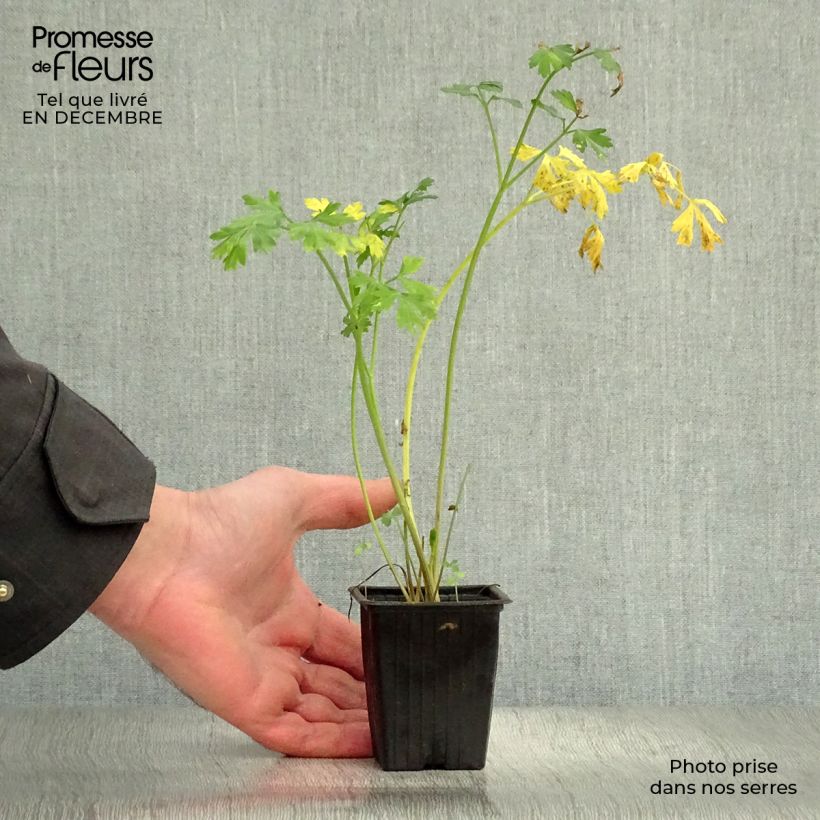 Exemplar von Petersilie Géant d'Italie Bio - Petroselinum sativum Kleine Töpfe von 8/9 cm wie im Winter geliefert