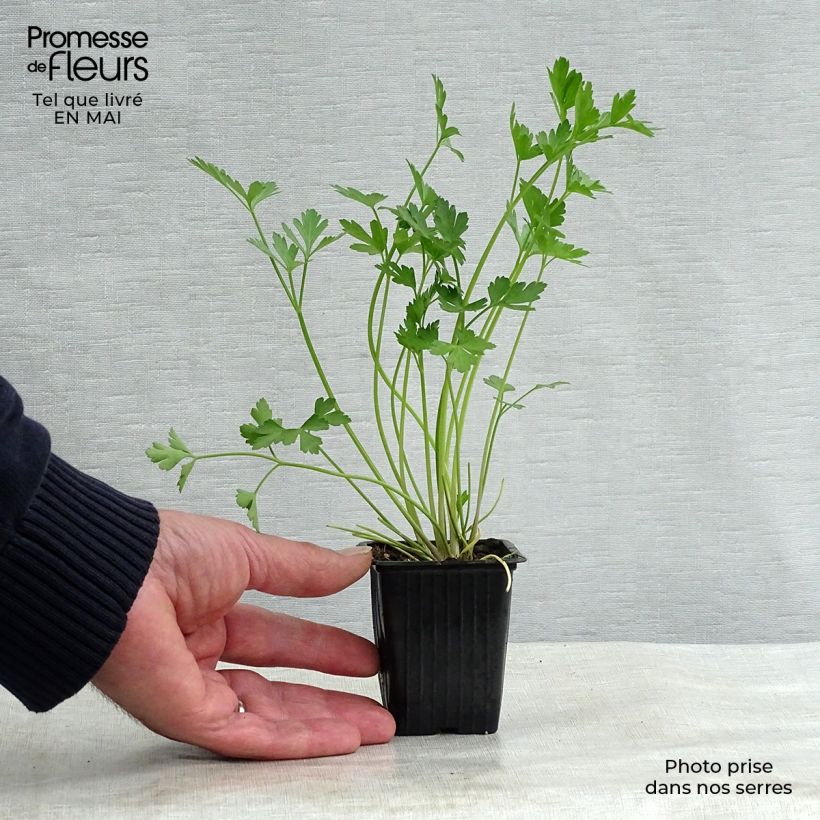 Exemplar von Petersilie Géant d'Italie Bio - Petroselinum sativum Kleine Töpfe von 8/9 cm wie im Frühjahr geliefert