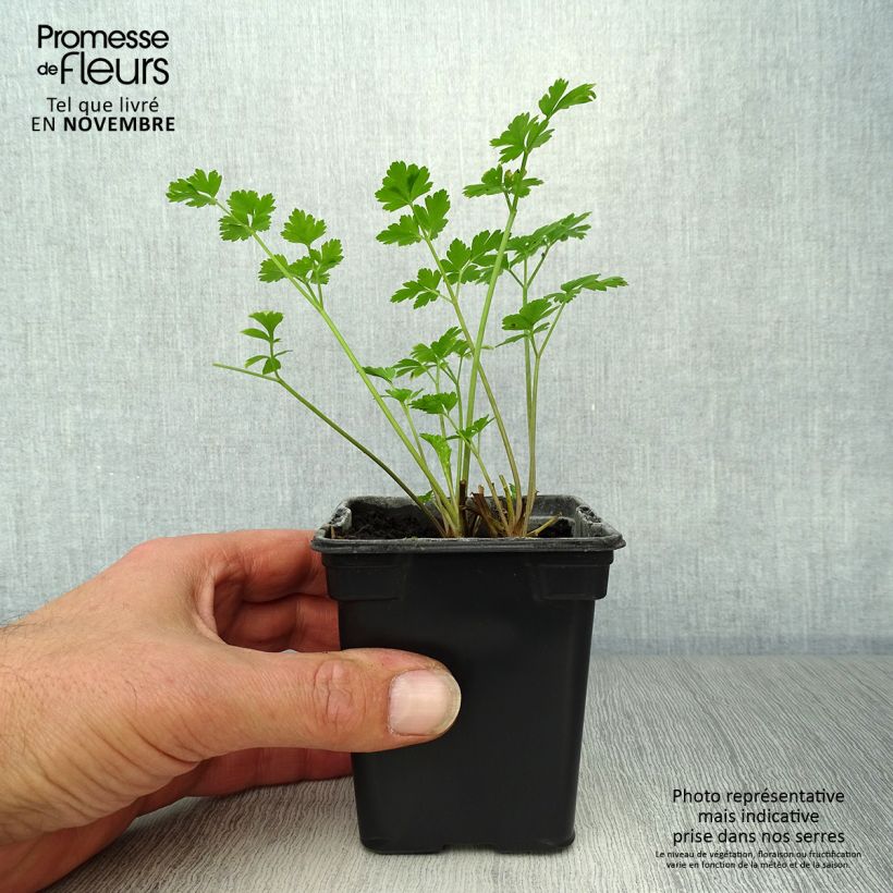 Exemplar von Petersilie Géant d'Italie Bio - Petroselinum sativum Kleine Töpfe von 8/9 cm wie im Herbst geliefert