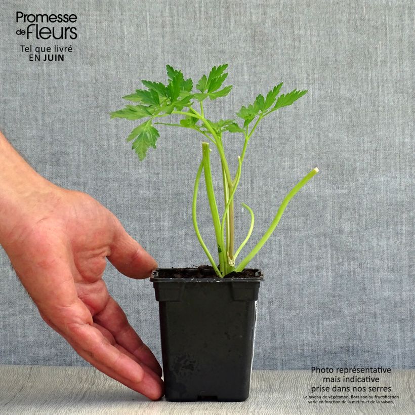 Exemplar von Petersilie Géant d'Italie Bio - Petroselinum sativum Kleine Töpfe von 8/9 cm wie im Sommer geliefert