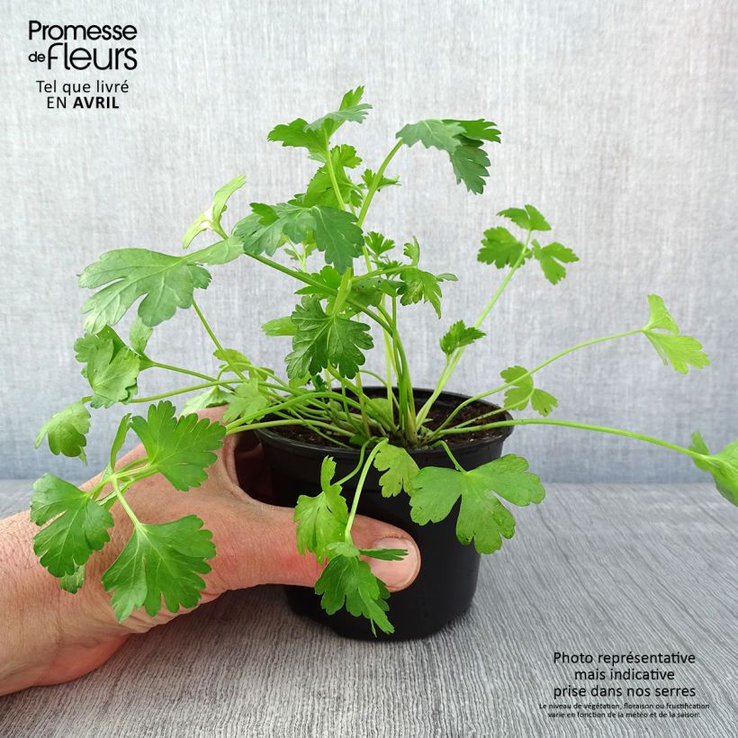 Exemplar von Petersilie géant d'Italie - Petroselinum sativum Kleine Töpfe von 8/9 cm wie im Frühjahr geliefert