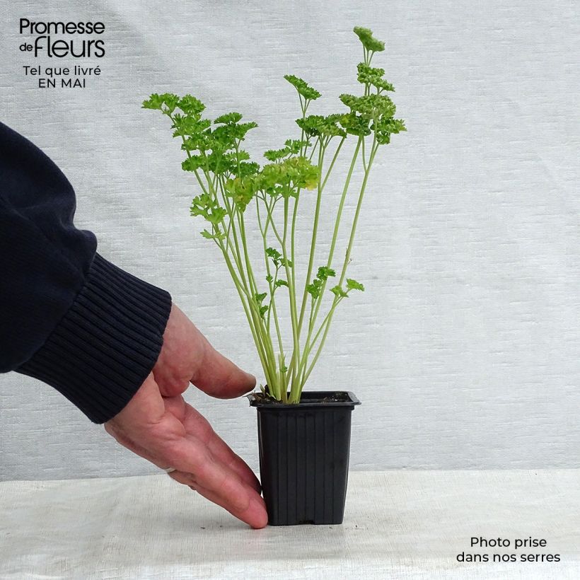 Exemplar von Garten-Petersilie Frisé vert foncé Kleine Töpfe von 8/9 cm wie im Frühjahr geliefert