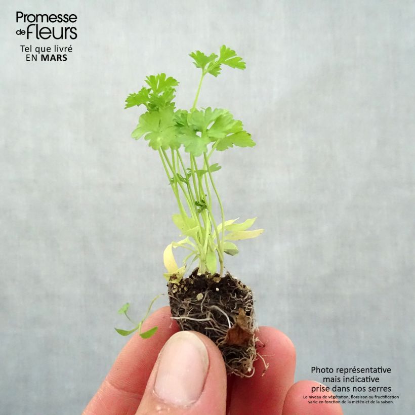 Exemplar von Garten-Petersilie Frisé vert foncé (Pflanzen) Mini-Plug Ø 3/4 cm wie im Frühjahr geliefert
