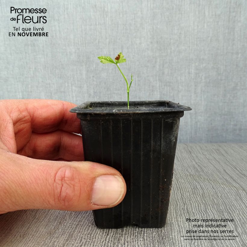 Exemplar von Mitsuba Mitsuba Bio - Cryptotaenia japonica Kleine Töpfe von 7/8 cm wie im Herbst geliefert