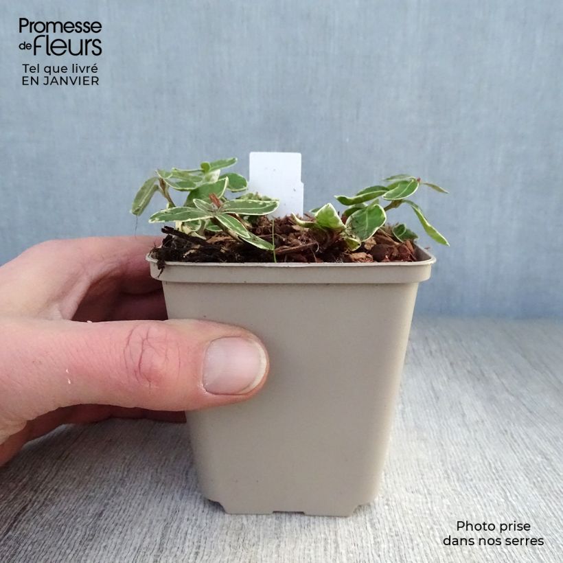 Exemplar von Kleines Immergrün Ralph Shugert - Vinca minor Kleine Töpfe von 8/9 cm wie im Winter geliefert