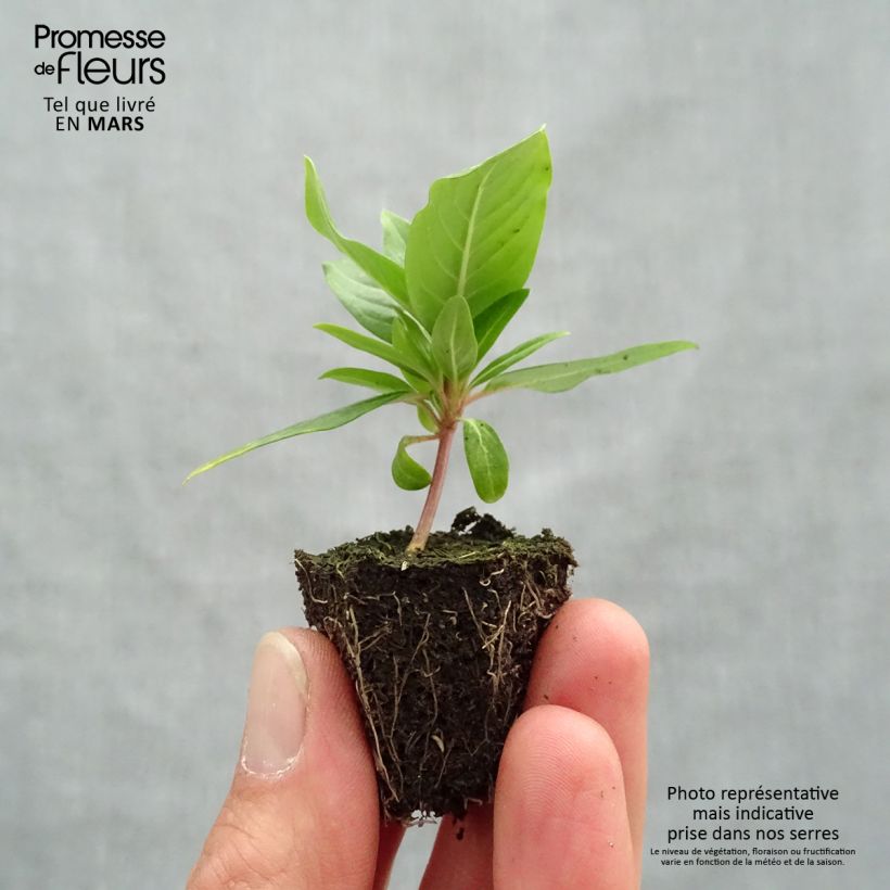 Exemplar von Rosafarbene Catharanthe Cora Cascade Mix - Catharanthus Jardi-Plug: Wurzelballen 3,8 cm x 3,2 cm in Anzuchtplatte à 15 Stück. wie im Frühjahr geliefert