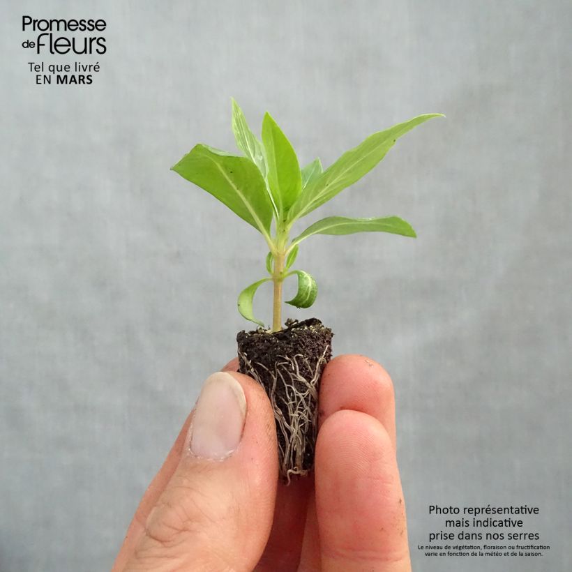 Exemplar von Rosafarbene Catharanthe Titan F1 Apricot - Catharanthus Mini-Plug Ø 1,5/2,5 cm wie im Frühjahr geliefert
