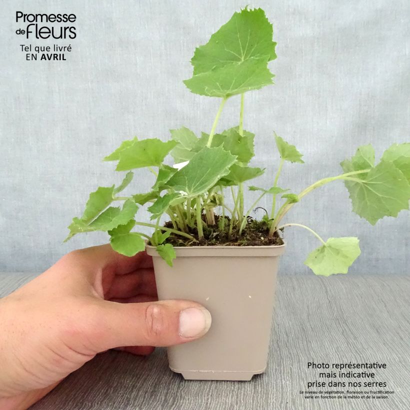 Exemplar von Weiße Pestwurz - Petasites albus Kleine Töpfe von 8/9 cm wie im Frühjahr geliefert
