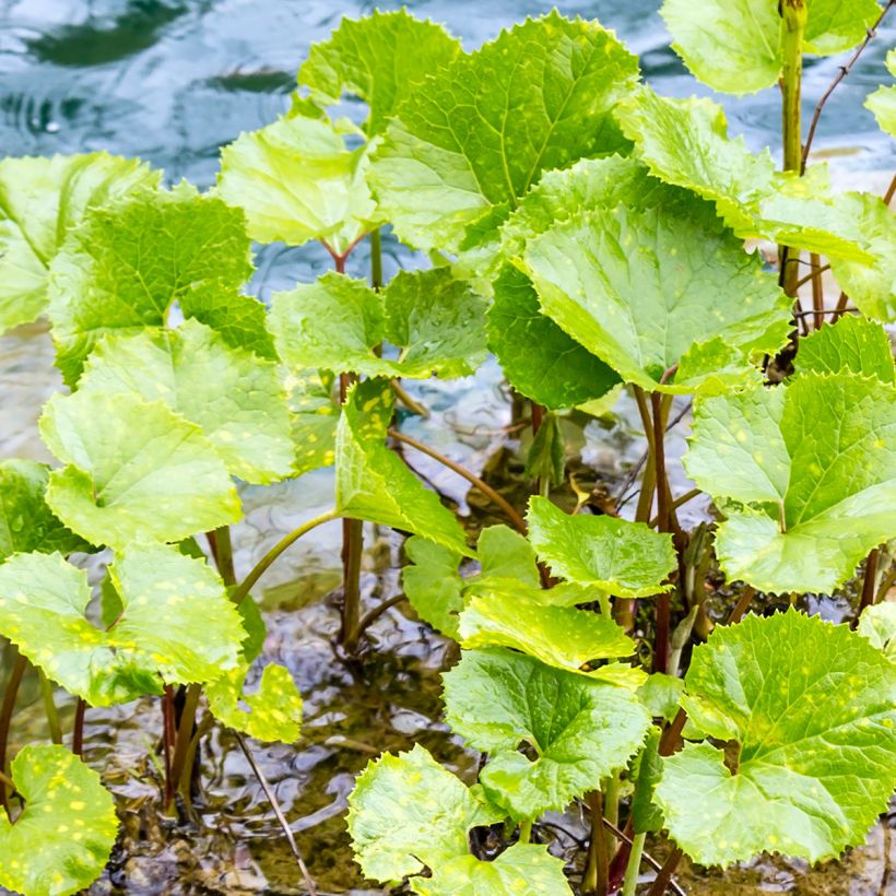 Winterheliotrop - Petasites fragrans (Laub)