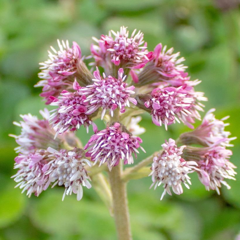 Winterheliotrop - Petasites fragrans (Blüte)