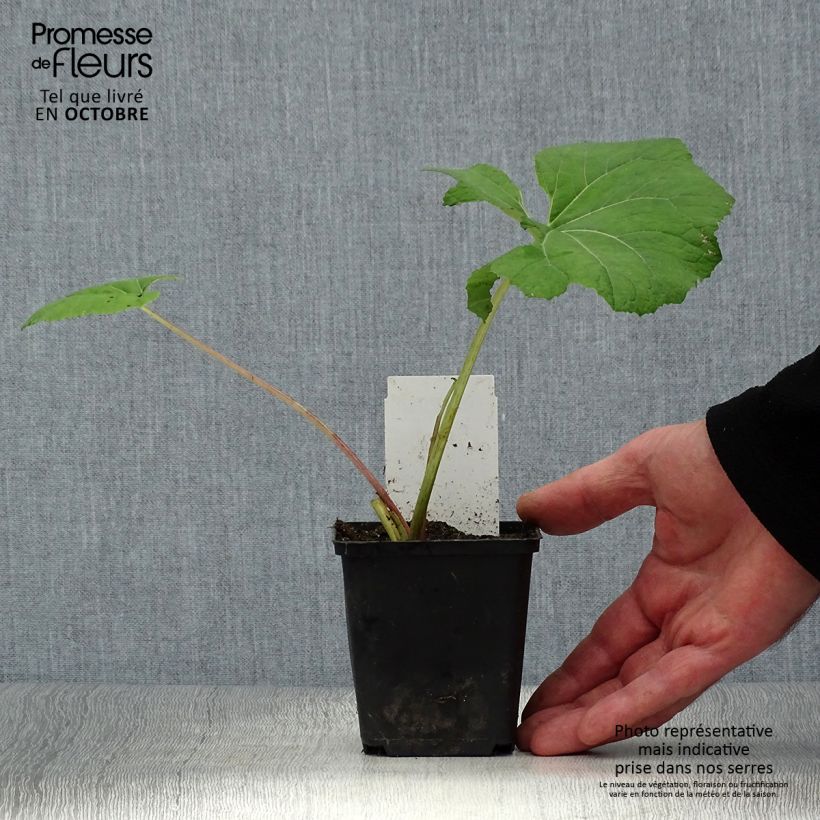 Exemplar von Gewöhnliche Pestwurz - Petasites hybridus Kleine Töpfe von 8/9 cm wie im Herbst geliefert