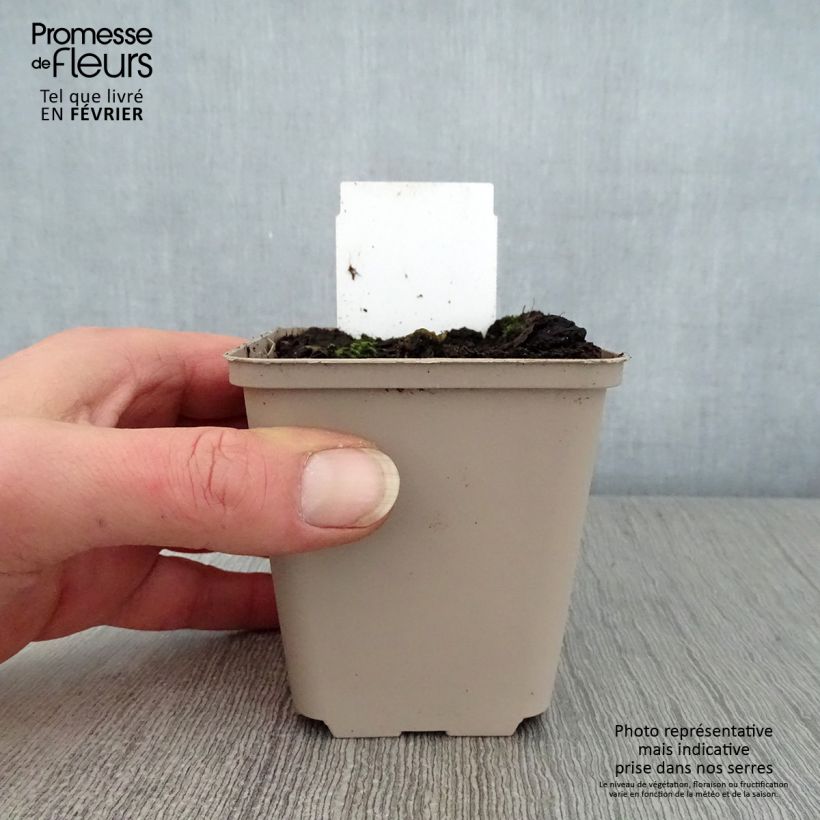 Exemplar von Gewöhnliche Pestwurz - Petasites hybridus Kleine Töpfe von 8/9 cm wie im Winter geliefert