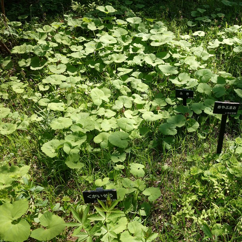 Japanische Pestwurz - Petasites japonicus (Hafen)