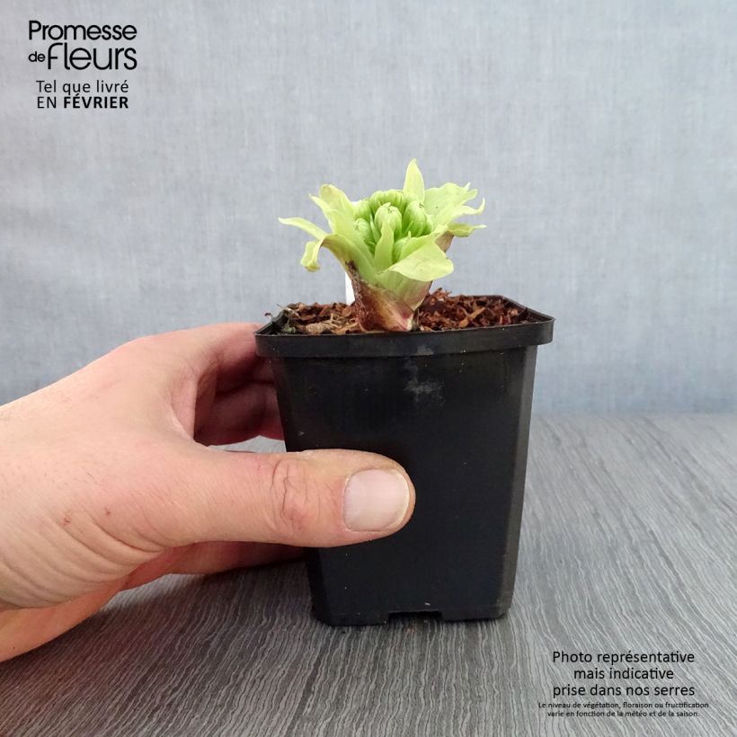 Exemplar von Japanische Pestwurz variegatus - Petasites japonicus Kleine Töpfe von 8/9 cm wie im Winter geliefert