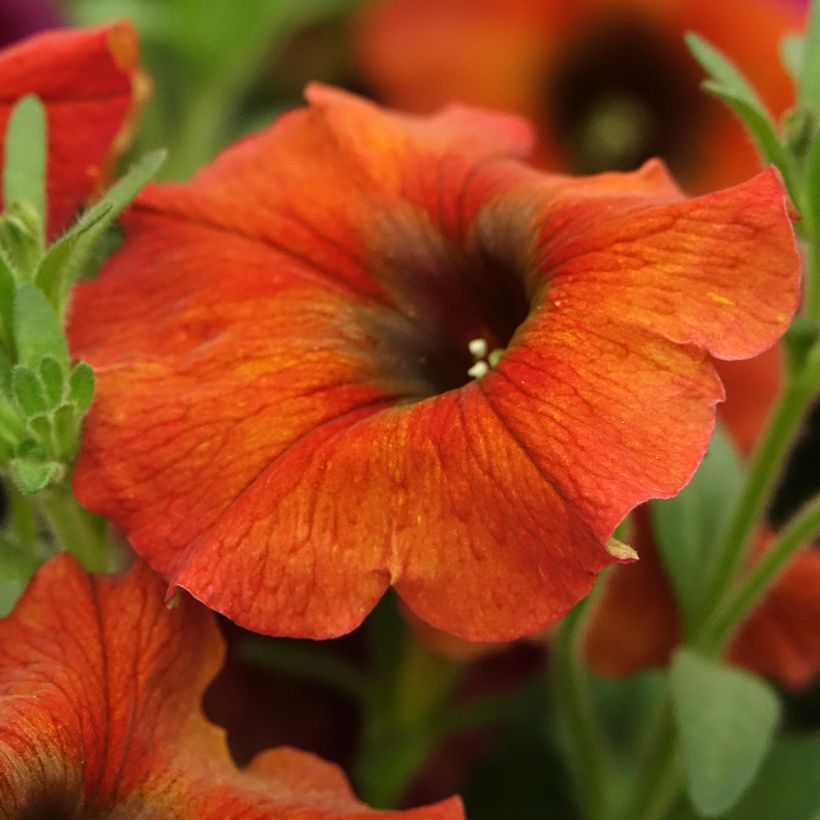 Petchoa hybrida BeautiCal Cinnamon (Blüte)