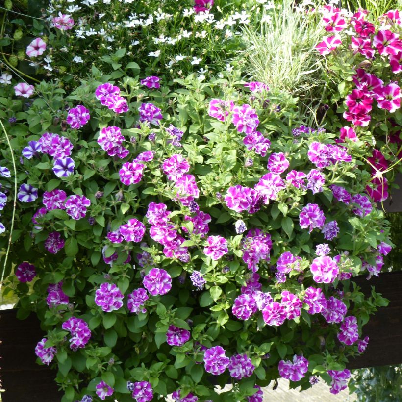 Petunia Amarena Twist (Hafen)