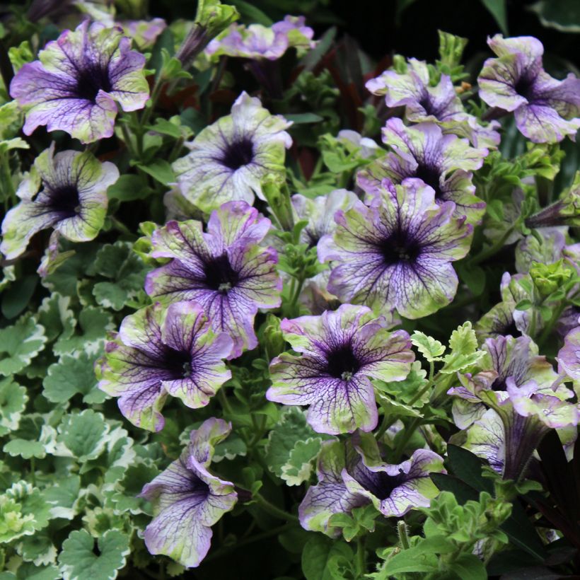 Petunia Amazonas Plum Cockatoo (Blüte)