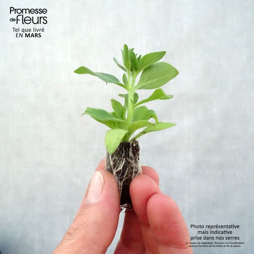 Exemplar von Petchoa hybrida BeautiCal Bordeaux Mini-Plug Ø 3/4 cm wie im Frühjahr geliefert