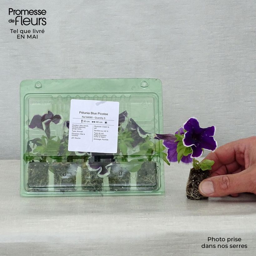 Exemplar von Petunia Picotee Blue Mini-Plug Ø 1,5/2,5 cm wie im Frühjahr geliefert