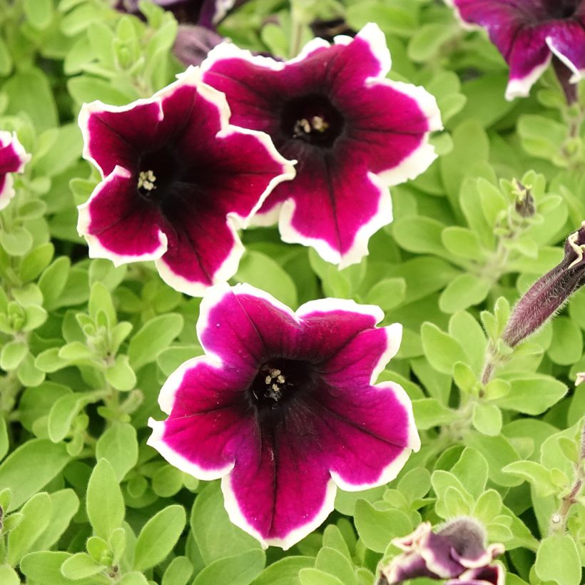 Petunia Cardinal Rim (Blüte)