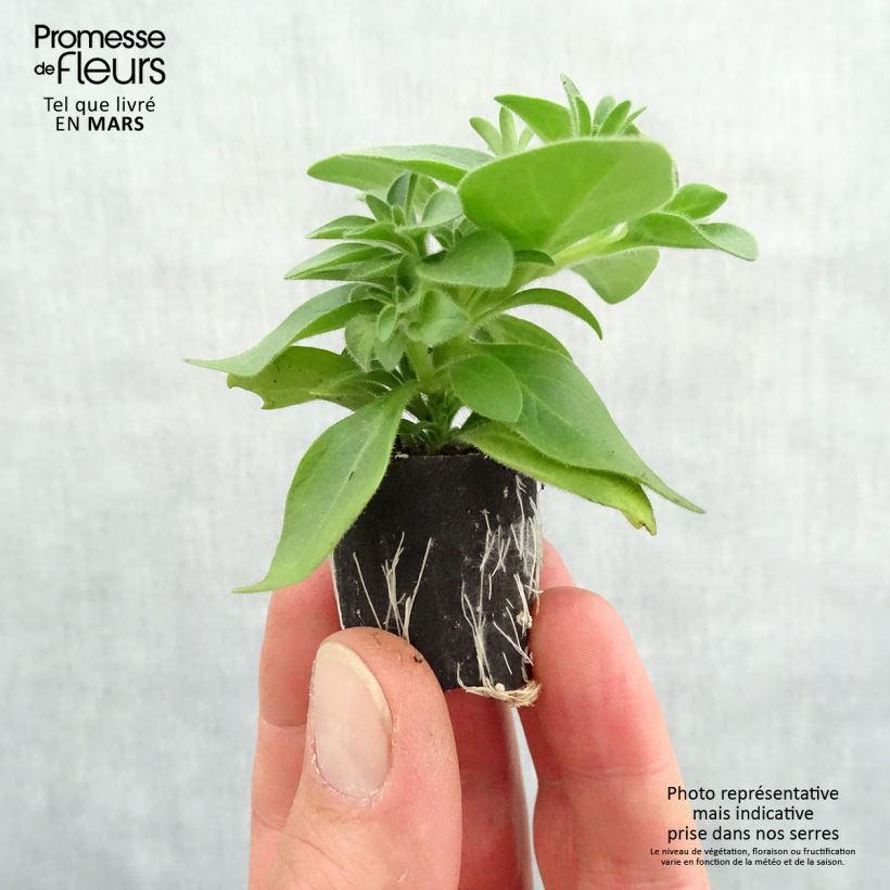 Exemplar von Petunia Cascadia Indian Summer Mini-Plug Ø 3/4 cm wie im Frühjahr geliefert