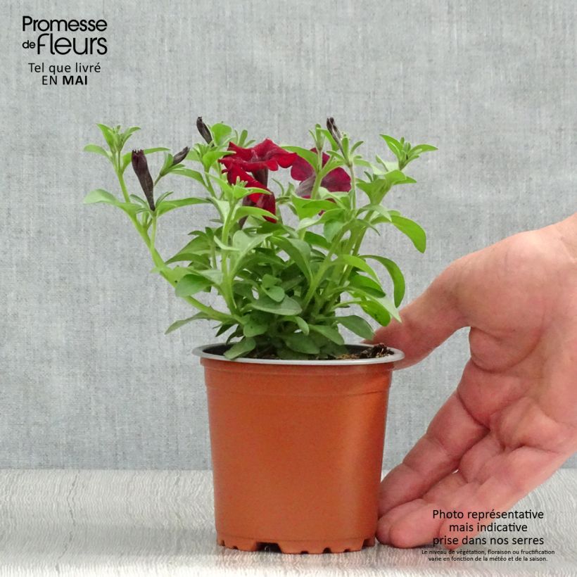 Exemplar von Petunia Chocolina Kleine Töpfe von 8/9 cm wie im Frühjahr geliefert