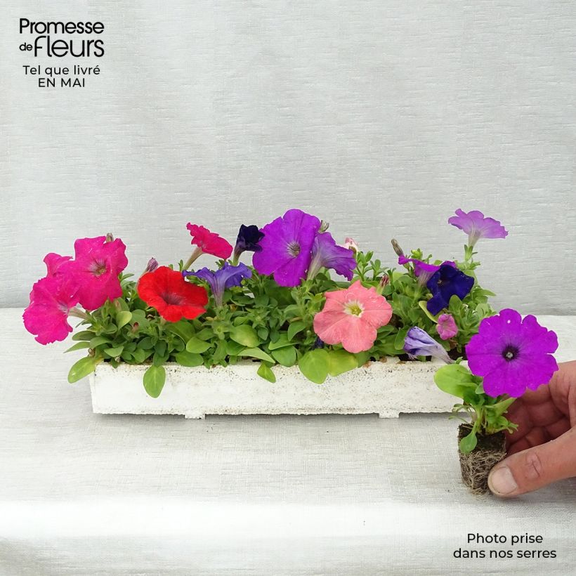 Exemplar von Petunia Mambo Mix Jardi-Plug: Wurzelballen 3,8 cm x 3,2 cm in Anzuchtplatte à 15 Stück. wie im Frühjahr geliefert