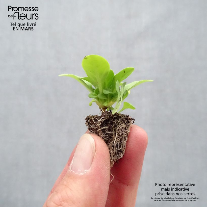 Exemplar von Petunia Mambo Mix Mini-Plug: Plug 2,2 cm x 2 cm in Anzuchtplatte à 35 Stück wie im Frühjahr geliefert