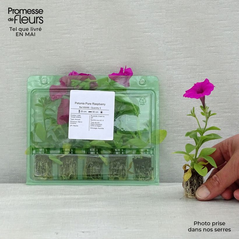 Exemplar von Petunia surfinia Pure Raspberry Mini-Plug Ø 1,5/2,5 cm wie im Frühjahr geliefert