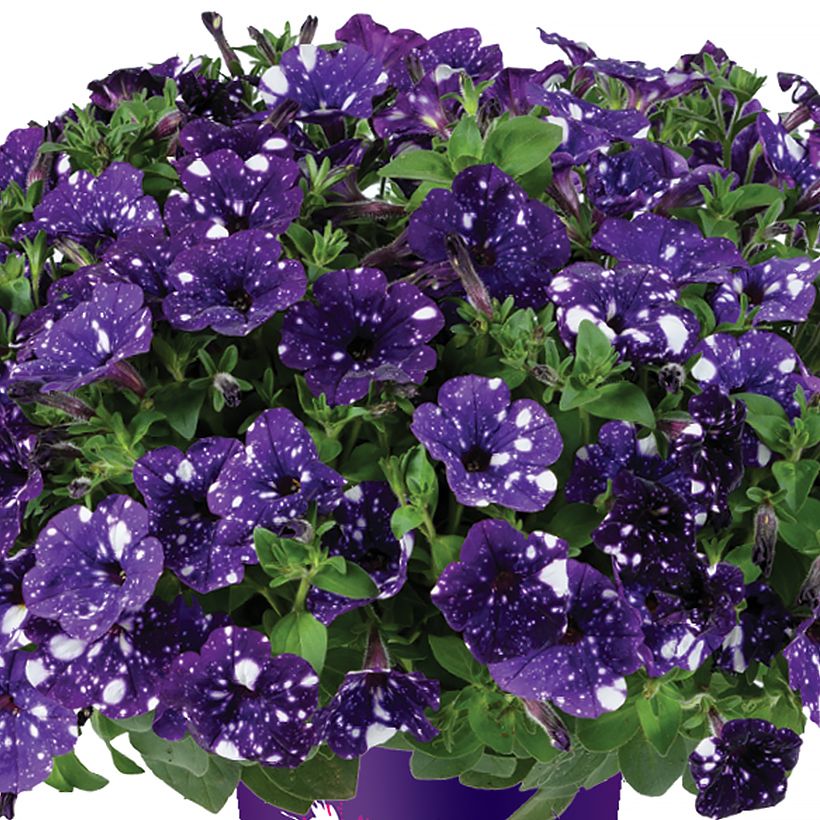 Petunia Splash Dance Bolero Blue (Blüte)