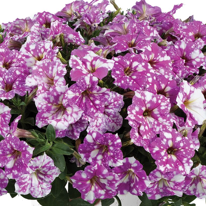 Petunia Splash Dance Fuchsia Flamenco (Blüte)