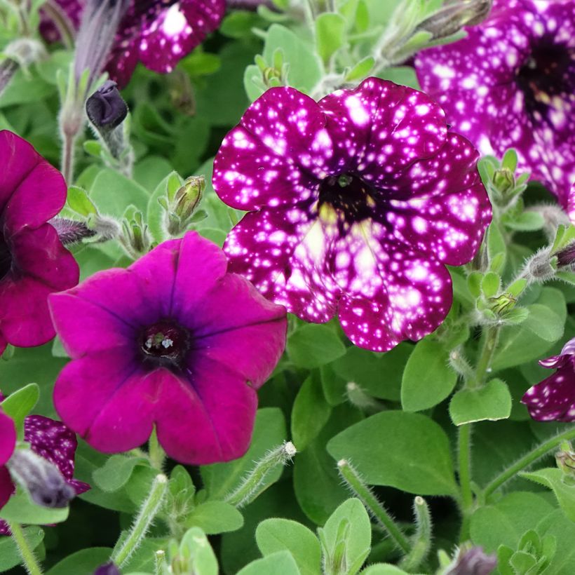 Petunia Splash Dance Magenta Mambo (Blüte)