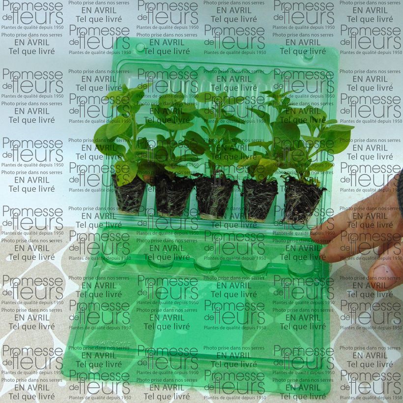 Beispiel eines Exemplars von Petunia Supertunia Mini Blast Rose Mini-Plug Ø 3/4 cm wie geliefert