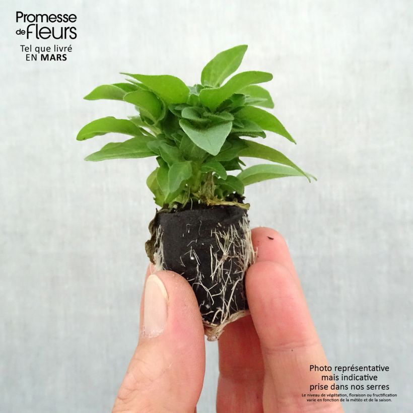Exemplar von Petunia Supertunia Pink Star Mini-Plug Ø 3/4 cm wie im Frühjahr geliefert