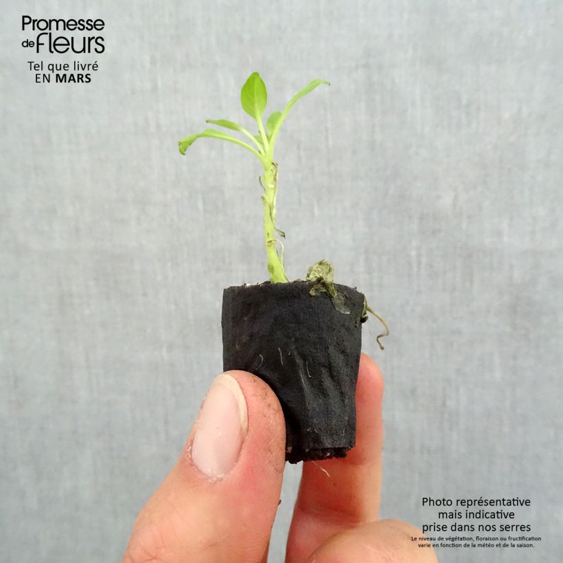 Exemplar von Petunia Supertunia Vista Bubblegum Mini-Plug Ø 3/4 cm wie im Frühjahr geliefert