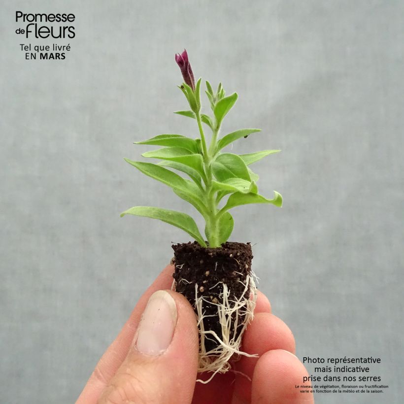 Exemplar von Petunia Supertunia Vista Paradise Mini-Plug Ø 1,5/2,5 cm wie im Frühjahr geliefert