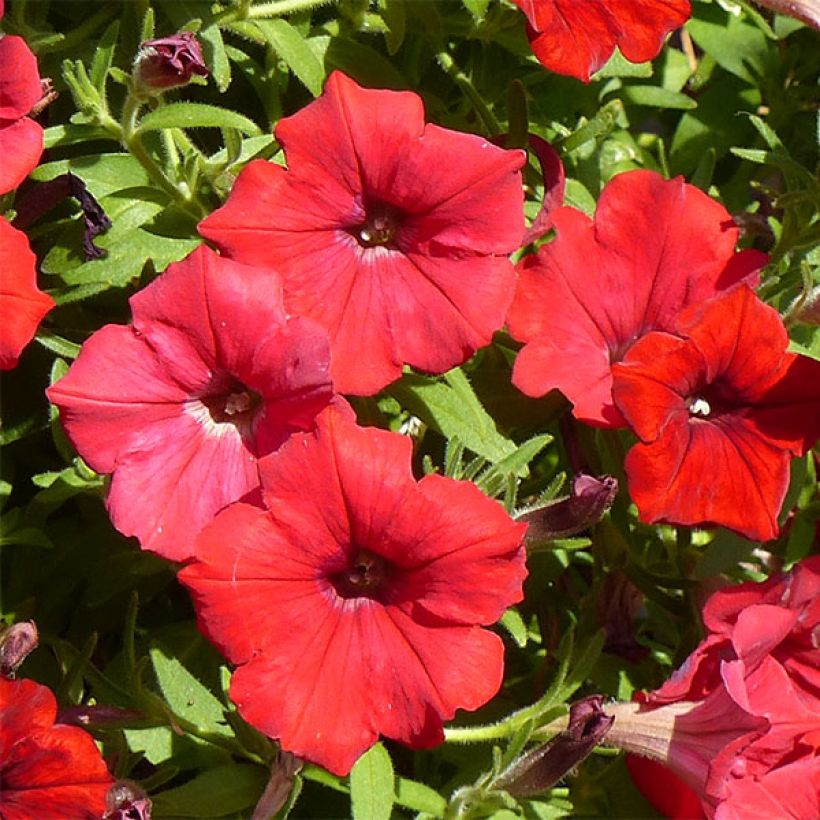 Petunia surfinia Deep Red (Blüte)