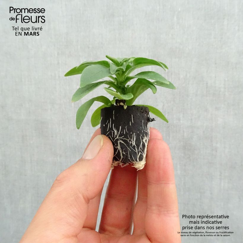 Exemplar von Petunia surfinia Deep Red Mini-Plug Ø 3/4 cm wie im Frühjahr geliefert