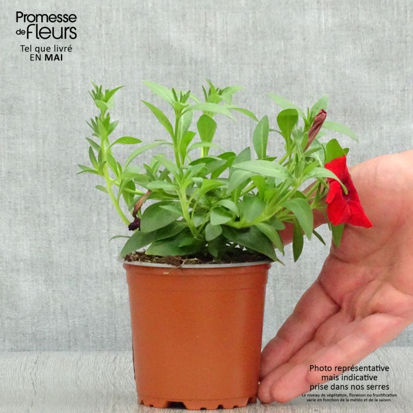 Exemplar von Petunia surfinia Deep Red Kleine Töpfe von 8/9 cm wie im Frühjahr geliefert