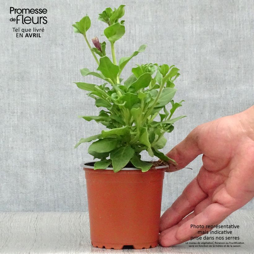 Exemplar von Petunia surfinia Double Lilac Topf 10 cm/11cm wie im Frühjahr geliefert