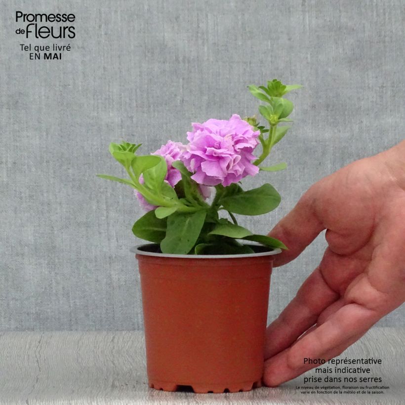 Exemplar von Petunia Tumbelina Priscilla Kleine Töpfe von 8/9 cm wie im Frühjahr geliefert