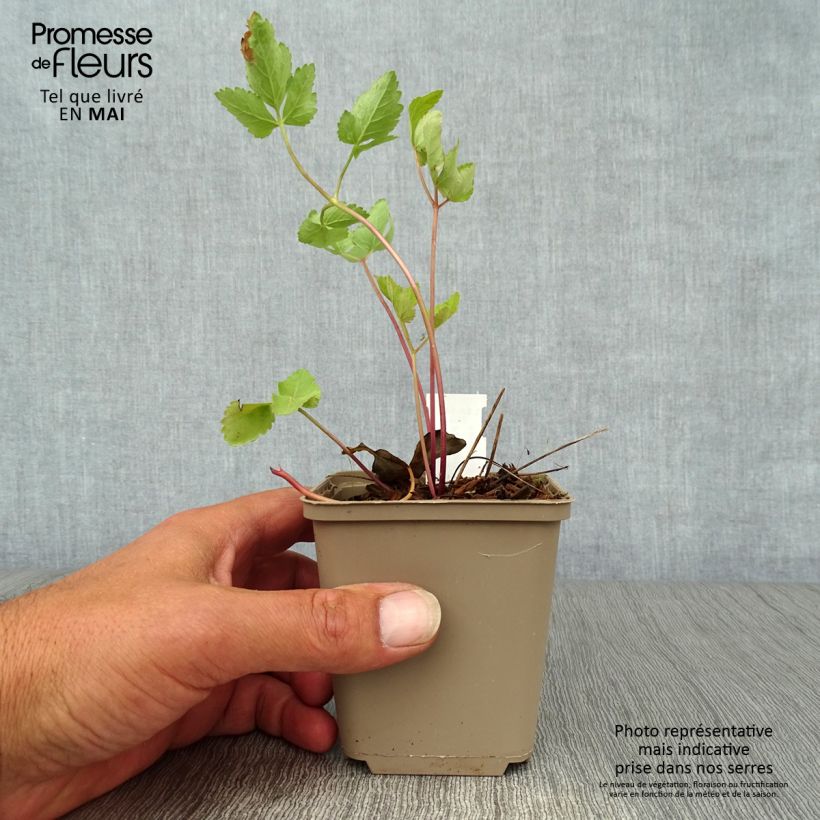 Exemplar von Riesen-Haarstrang - Peucedanum verticillare Kleine Töpfe von 8/9 cm wie im Frühjahr geliefert