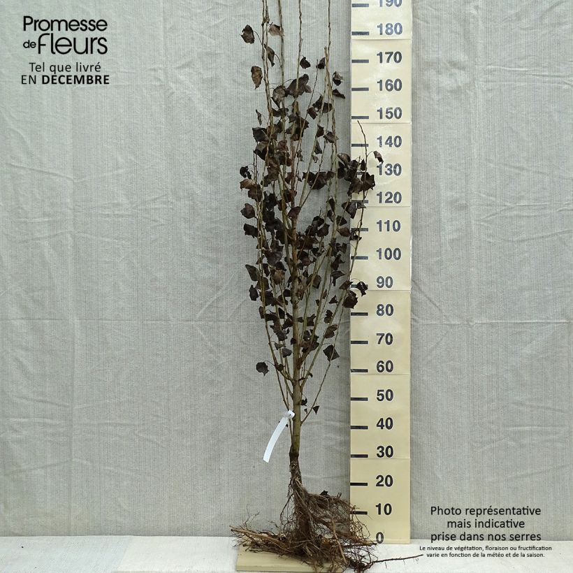 Exemplar von Pyramidenpappel Italica - Populus nigra Wurzelnackt wie im Winter geliefert