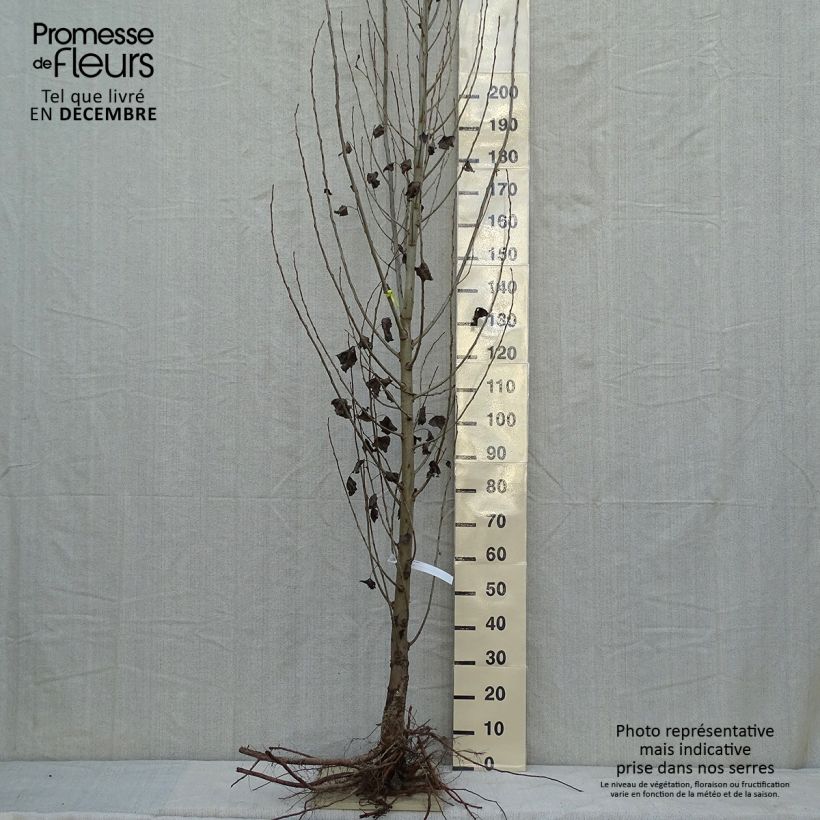 Exemplar von Pyramidenpappel Italica - Populus nigra Wurzelnackt wie im Winter geliefert