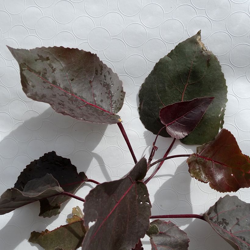 Virginische Pappel Purple Tower - Populus deltoides (Laub)