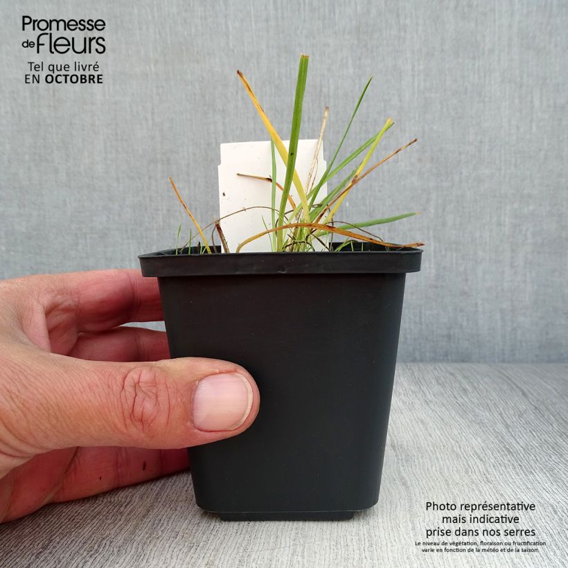 Exemplar von Anthericum liliago - Astlose Graslilie Kleine Töpfe von 8/9 cm wie im Herbst geliefert